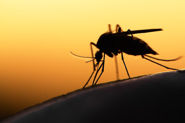 Tips for US and European Travelers on Avoiding Malaria