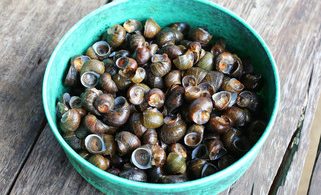 health benefits of periwinkles