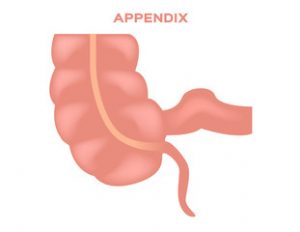 How To Have A Healthy Appendix