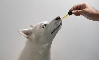 Tips for Administration of CBD for Pets