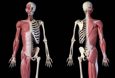 How to Keep Your Musculoskeletal System Healthy