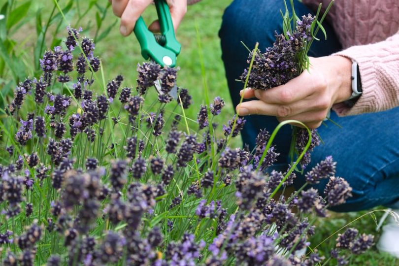 Can Weedkiller Harm You?